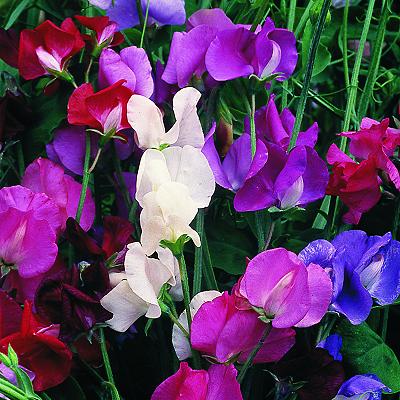 Sweet Pea Spencer Wave Mixed Seeds
